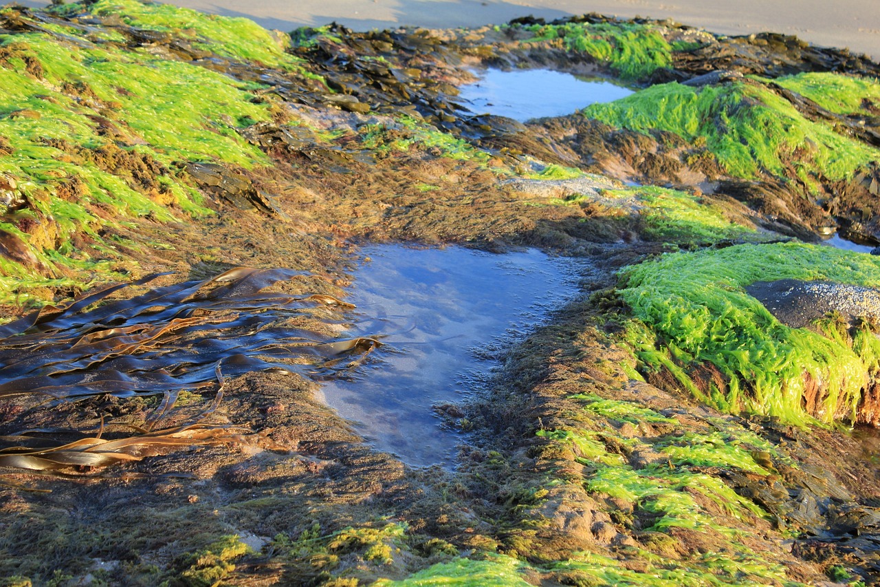 How to Read a Tide Chart Like a Local