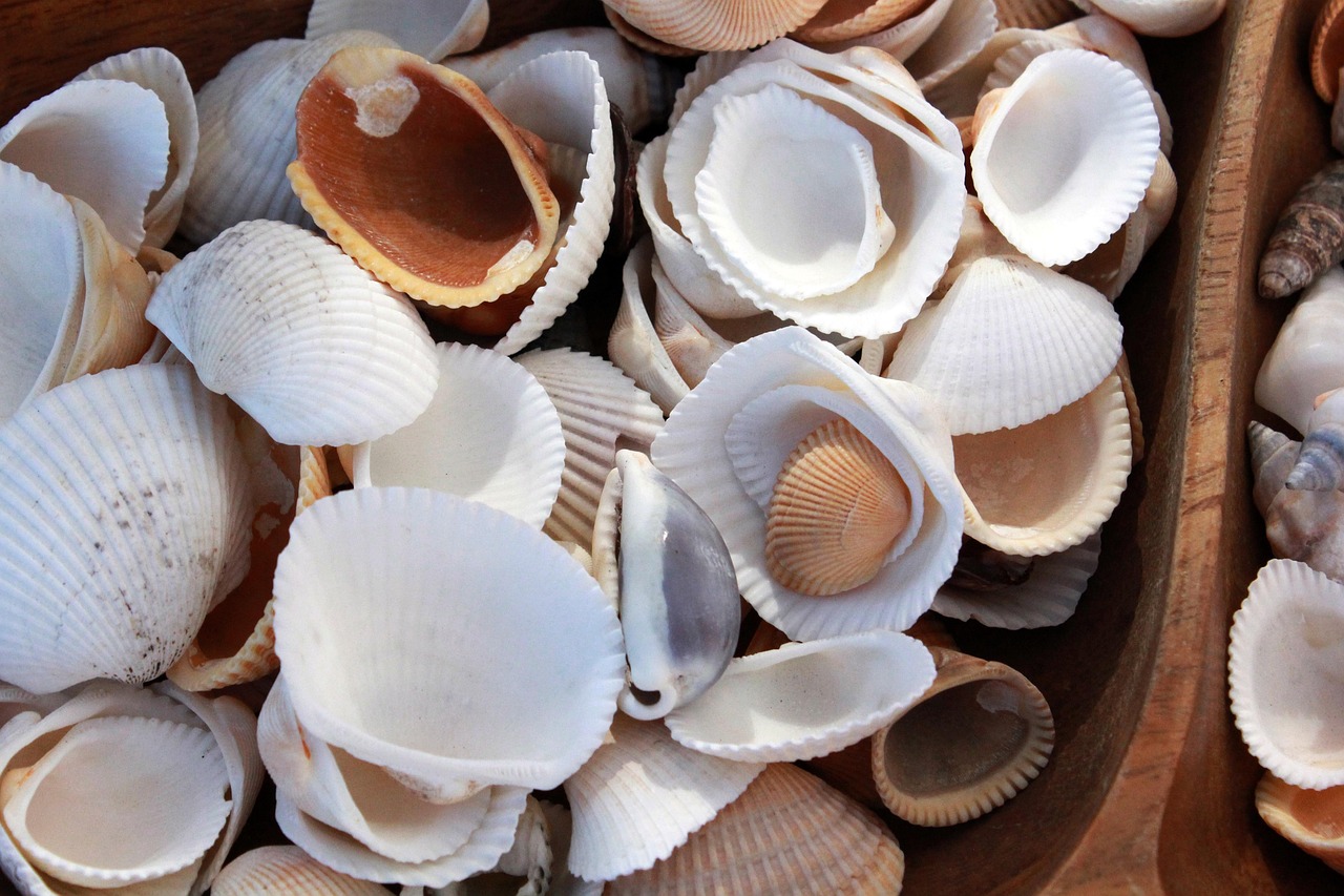 The Lost Art of Beachcombing: What the Tide Leaves Behind